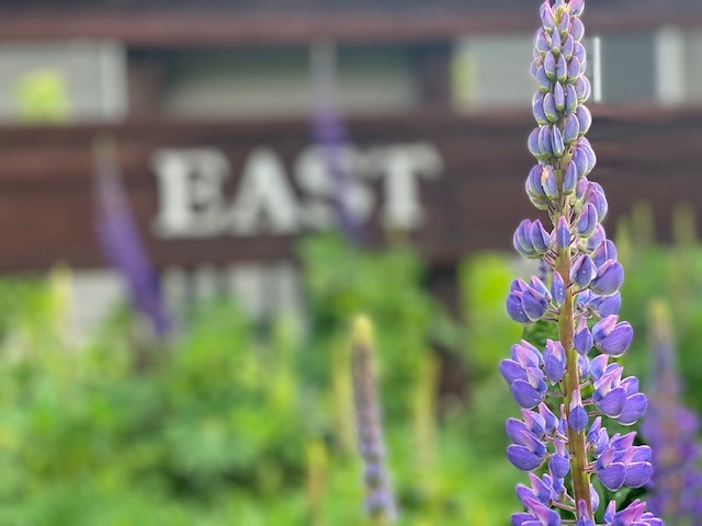 lupines at cceast